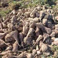 چغندر قند فروشی