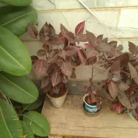 گل تازه|گل و گیاه طبیعی|خرمدره, |دیوار