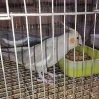 جفت عروس هلندی سینامون|پرنده|نهبندان, |دیوار