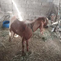 کهره نر