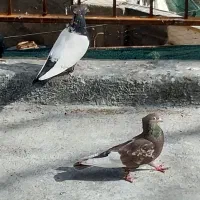 کفتر یا کبوترجفت سینه پرشی باجوجه