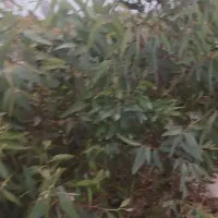 نهال کالی پتوس