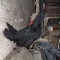 فروش نیمچه ایام سمانی موقعیت لار