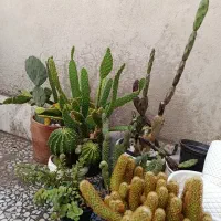 حراج کاکتوس  150تومن گلستان|گل و گیاه طبیعی|گلستان (تهران), |دیوار