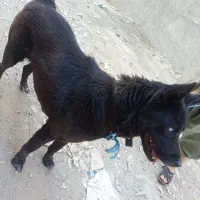 سگ میکس ژرمن بلک و هاسکی ماده