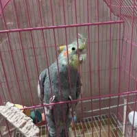 یک عدد عروس هلندی یک عددمرغ عشق