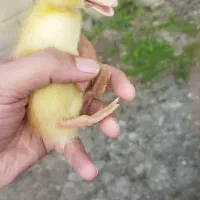 اردک پکنی زیبا یک هفته ای|حیوانات مزرعه|رشت, چله خانه|دیوار