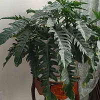 گل طبیعی