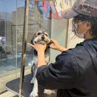 دامپزشکی آوین|خدمات آرایشگری و زیبایی|کرج, عظیمیه|دیوار