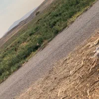 کاه ماش