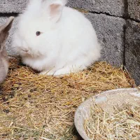 خرگوش کله شیری ( یا لئون هد)|موش و خرگوش|سنگر, |دیوار