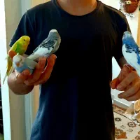 مرغ عشق|پرنده|اندیشه, اندیشه فاز ۵|دیوار