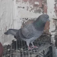 نر فروشی دوستان یه دماغو انگشتش زده شده|پرنده|بوکان, |دیوار