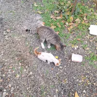 بچه گربه|گربه|سیاهکل, |دیوار