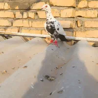 کبوتر سوسکی