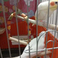 عروس هلندی نر و ماده حدودا 4ساله