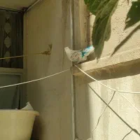 گمشده|پرنده|اسلام‌شهر, شهرک قائمیه|دیوار