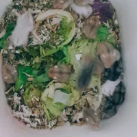 همستر کمپل|موش و خرگوش|تهران, هاشمآباد|دیوار