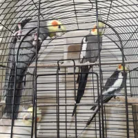 عروس هلندی ومرغ عشق