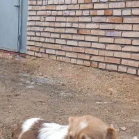 سگ پاکوتاه Shiba Inu