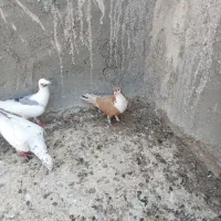 کفتر‌فروشی