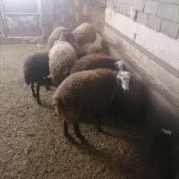 بره نر سرحال