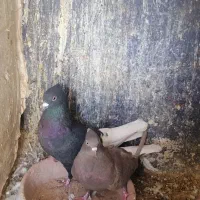 سلام نرو ماده