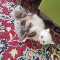 بچه گربه|گربه|سبزوار, چهارراه فرودگاه|دیوار