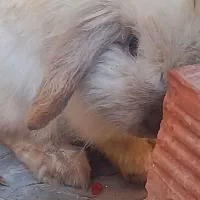 خرگوش لپ ترکیش|موش و خرگوش|کرمان, |دیوار