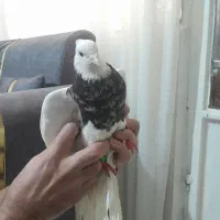 طوقی هفت رنگ نر پاک|پرنده|مشهد, کوی ولیعصر|دیوار