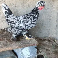 مرغ وخروس|حیوانات مزرعه|اصفهان, ارداجی|دیوار