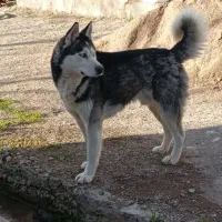 سگ نژاد دار هاسکی