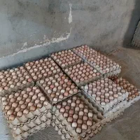 تخم مرغ محلی|عمده‌فروشی|تربت جام, نظامی|دیوار