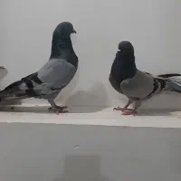 کبوتر آس معاوضه با زاق دم سفید ماده