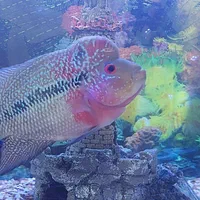 اکواریوم نیم دایره با ارتفاع و قطر  ۶۰×۵۰|ماهی|پاکدشت, پارچین|دیوار