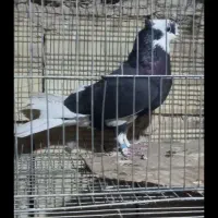 باخت دادمش تو دمبیه دیروز باخت دادم