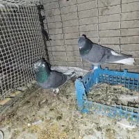 کبوتر دم سفید