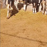 سلام فروش ۶ عدد گوساله‌ی سمیتال درجه یک۱۷۰کیلو