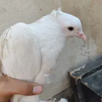 کفتر حسابی|پرنده|قم, قلعه کامکار|دیوار