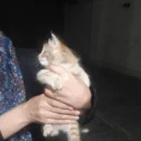 بچه گربه ی ۳ ماهه گم شده