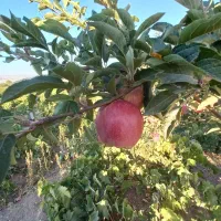 باغ انگور در روستای اژدهاتو