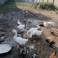 قو غاز نر لیندا|حیوانات مزرعه|خمام, |دیوار