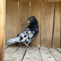 سرور نر(آیینه ای)|پرنده|تهران, شوش|دیوار