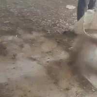 کودمرغی|خدمات باغبانی و درختکاری|سرپل ذهاب, |دیوار