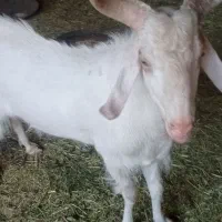 چبش سانن اصل|حیوانات مزرعه|بیرجند, |دیوار