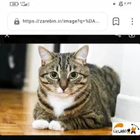 واگذاری گربه  نژاد dash