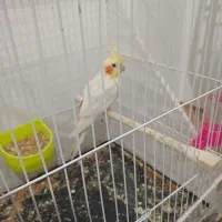 2عددعروس دستی