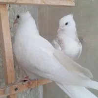 جوجه کفتر سرور کاکلی پاپر|پرنده|کرج, شهرک فهمیده|دیوار