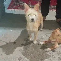 سگ پاکوتاه|سگ|گرگان, |دیوار