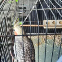 عروس هلندی|پرنده|گلپایگان, |دیوار